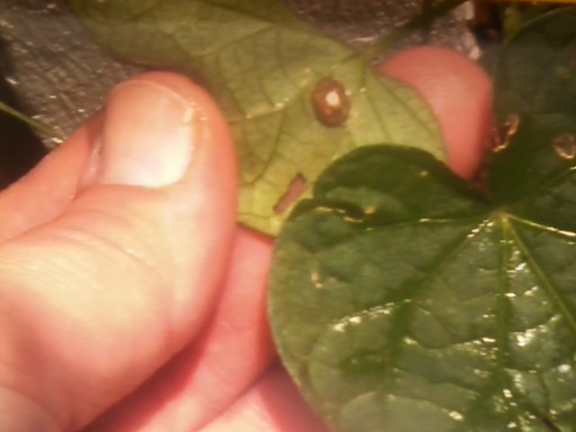 goldladybug