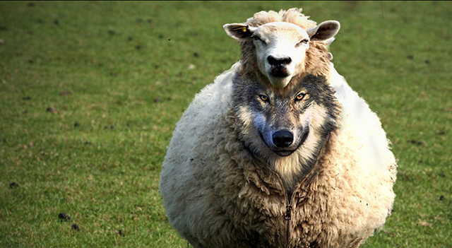 wolves in sheeps clothing
