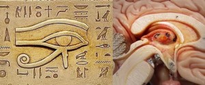 Pineal-Gland-300x124