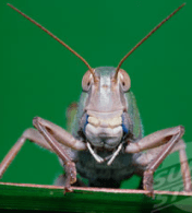 the face of a locust