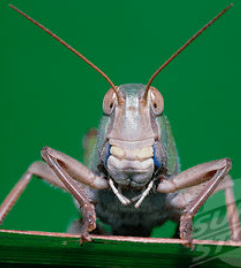 the face of a locust