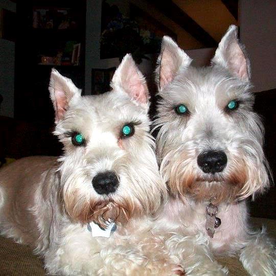 Missing-Dog-Turns-Up-at-Hospital-to-Be-With-Sick-Owner1