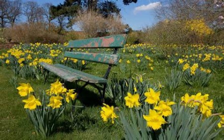 a place to sit among the flowers