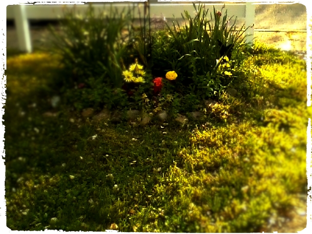 Flowerbeds in fading evening