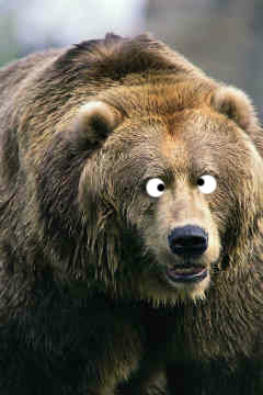cross-eyed-bear1